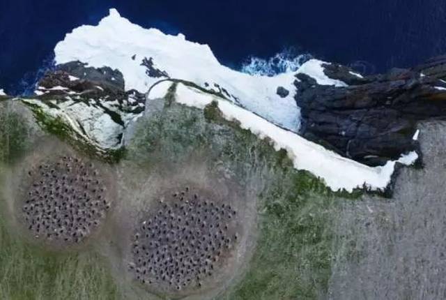 蜜蜂计算数字 仅用4个脑细胞