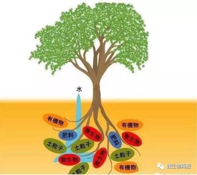 土壤有益微生物对蔬菜十大作用