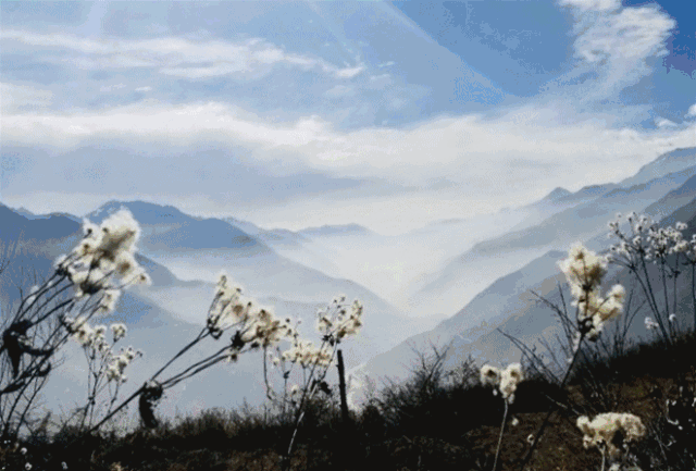 静看花开花落,云海涌动 今年汶川有 183场云海, 286场日出,近 300次