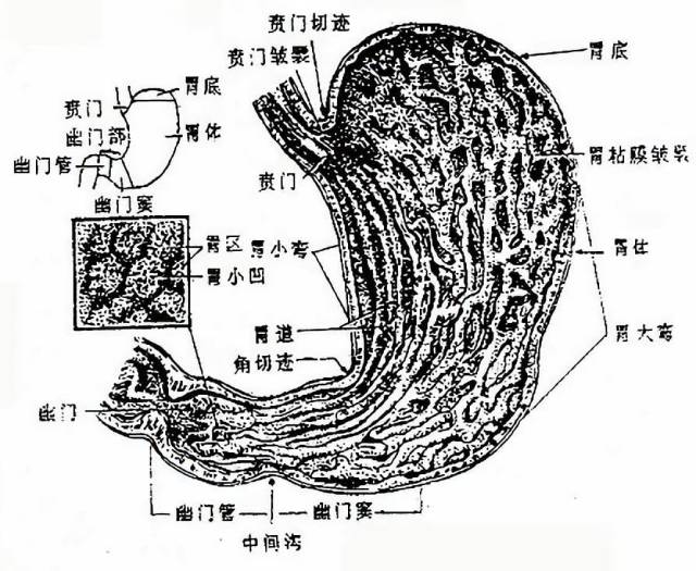 图2-20 胃的形态,分部及粘膜 胃壁由粘膜,粘膜下膜,肌膜和浆膜四层