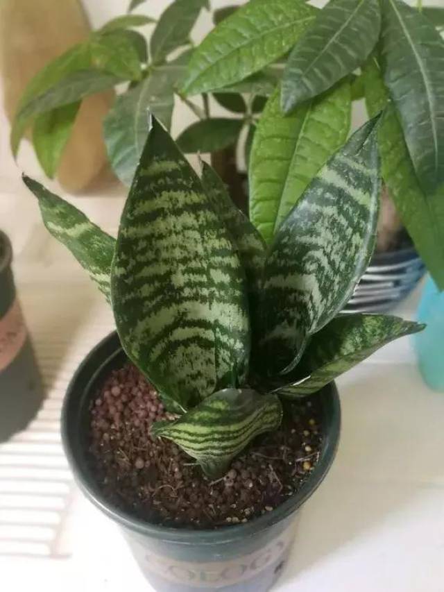 虎皮兰管理好这几个方面,想不爆盆都难(附虎皮兰品种图鉴)