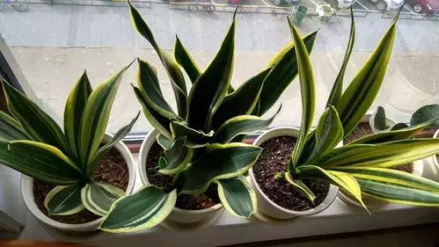 虎皮兰管理好这几个方面,想不爆盆都难(附虎皮兰品种图鉴)