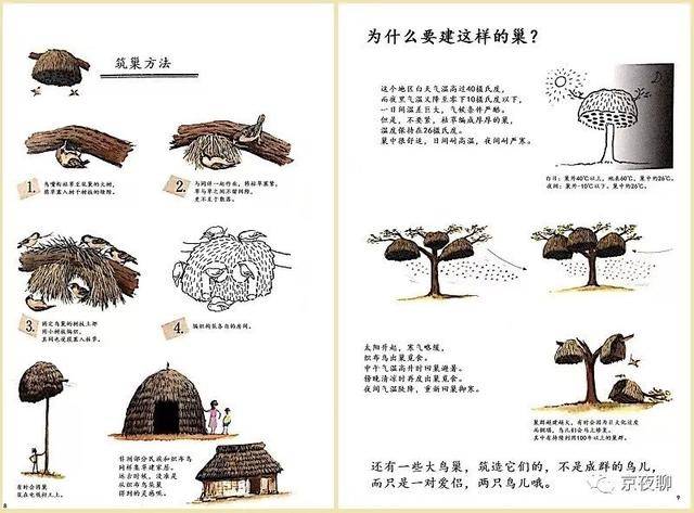 织布鸟的筑巢方法