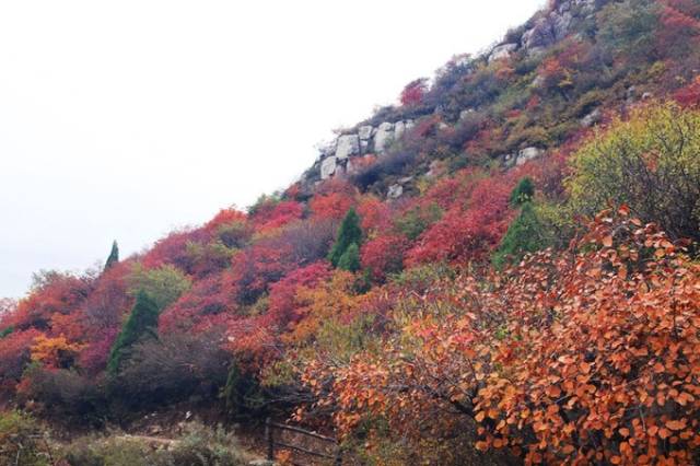10月,有每年一度的"崛围红叶登山摄影节",徒步,登山,赏红叶,品农家饭