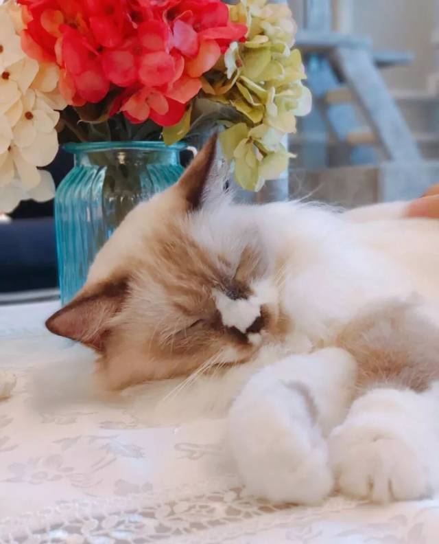 壁纸 动物 猫 猫咪 小猫 桌面 640_792 竖版 竖屏 手机
