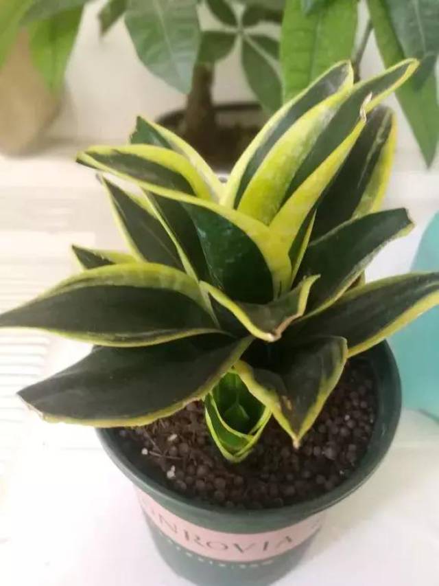 虎皮兰管理好这几个方面,想不爆盆都难(附虎皮兰品种图鉴)