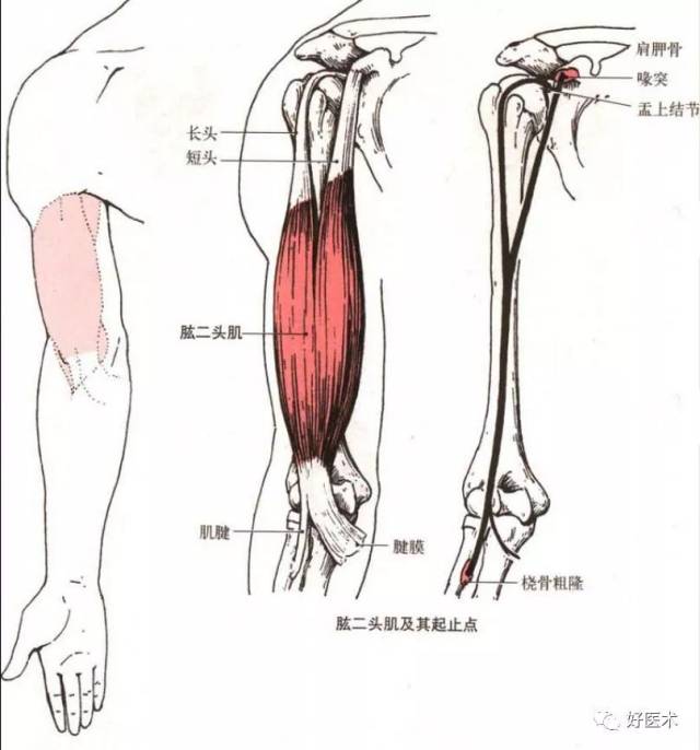 呈梭形,起端有两个头,长头以长腱起自肩胛骨盂上结节,通过肩关节囊,经