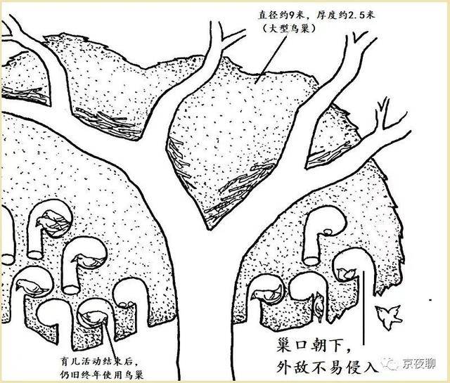 童书介绍|知识绘本《鸟巢兽洞109种》