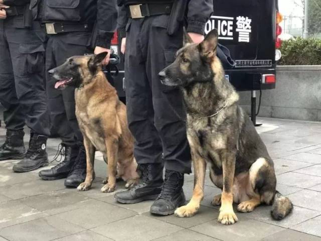 警犬执勤时打哈欠被抓拍,警察蜀黍:它是一只加班狗.