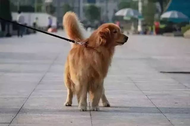 河南发布物业管理区禁养犬名单,有你家养的犬种吗?