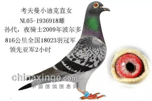 考夫曼世纪绝配:小迪克与爱神号(图)