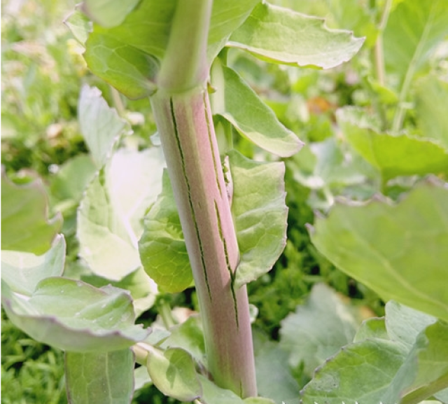 油菜茎秆开裂咋防治?掌握这4个要点早预防