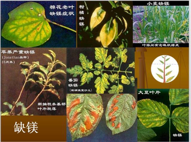 植物缺钼症状:新叶畸形,有斑点.散布于叶片上.