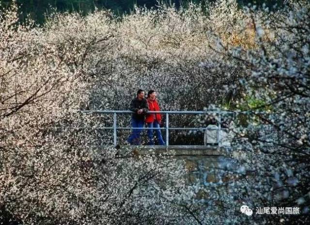 陆河的梅花开了,爱尚邀您共赏世外梅园!