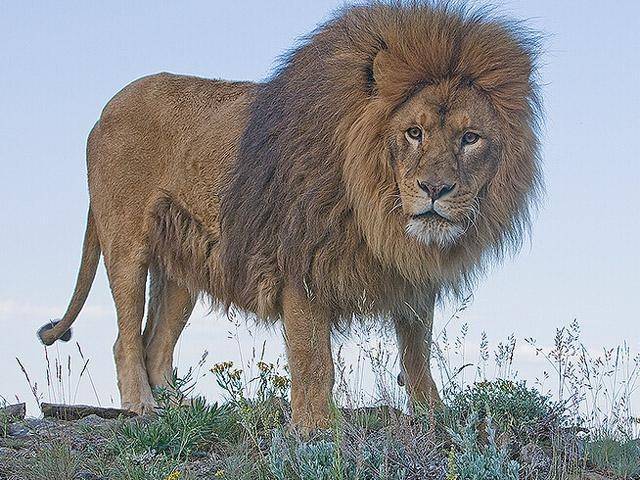 虽然这些人工饲养的巴巴里狮子外貌依然雄伟,但是相比较它们的先辈
