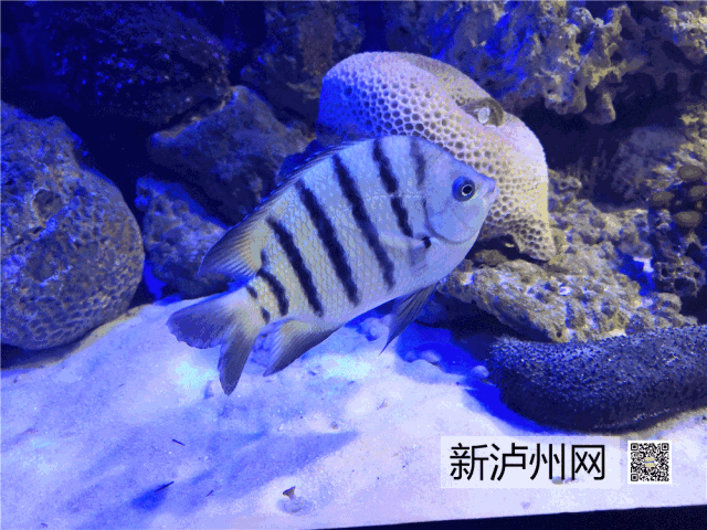 9元限量抢!元旦去泸州海底世界,看数十种海洋动物