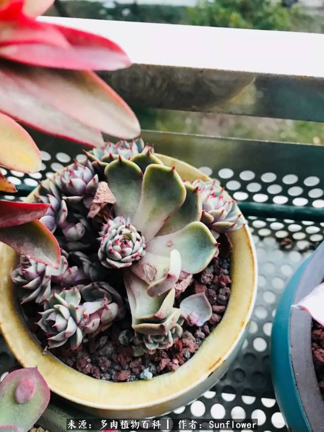 刚买来是单头的 苯巴蒂斯,安全度夏并产仔