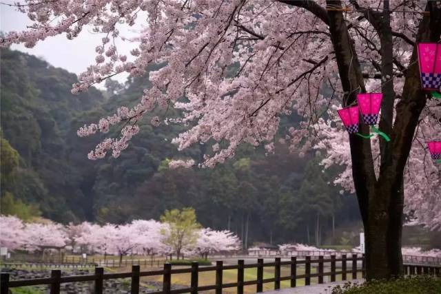 2019年春节光明大观园这片震撼樱花海迎春绽放!