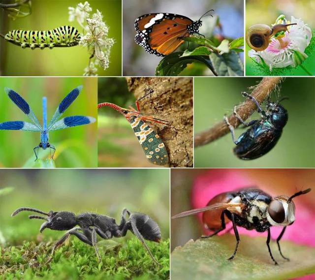 蛛形纲,蝴蝶生态 及两爬类六大科目 涵盖国内 500 种明星昆虫种类 400