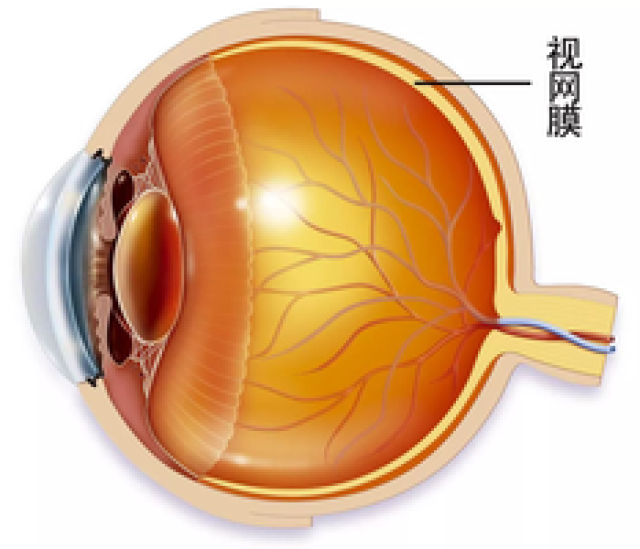 视网膜是我们视觉形成的基础,一但它的成像出现问题,视力会受到严重