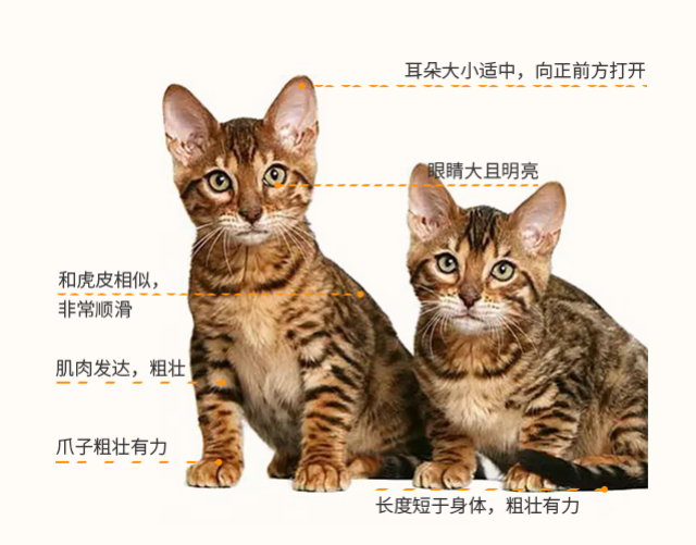 中华狸花猫:被中国人嫌弃的土猫,在国外却卖出天价!