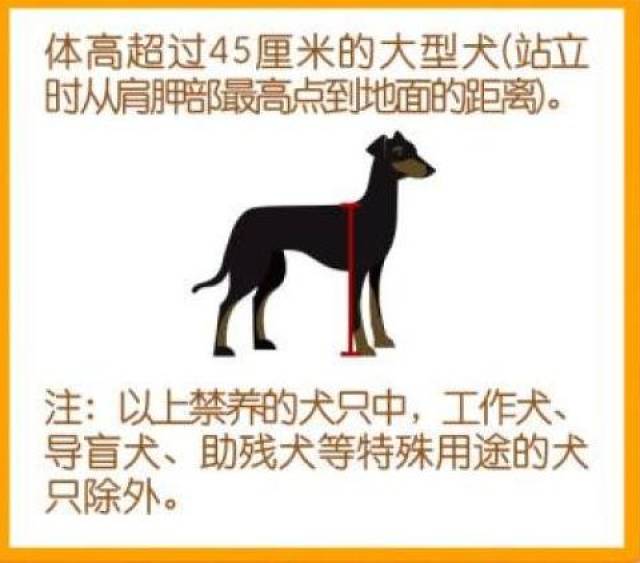 快看 河南禁养50犬种确定 松狮 萨摩耶等犬种 永盛彩票