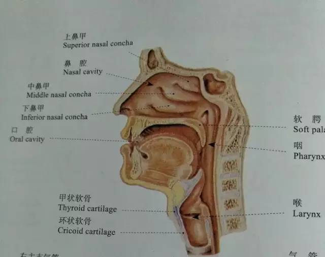 病因:鼻甲肥大一般由慢性单纯性鼻炎发展而来,粘膜上皮纤毛脱落,变为