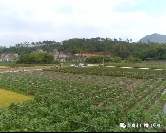 阳春马水镇这个村种植藿香助贫困户脱贫,收益达400多万元