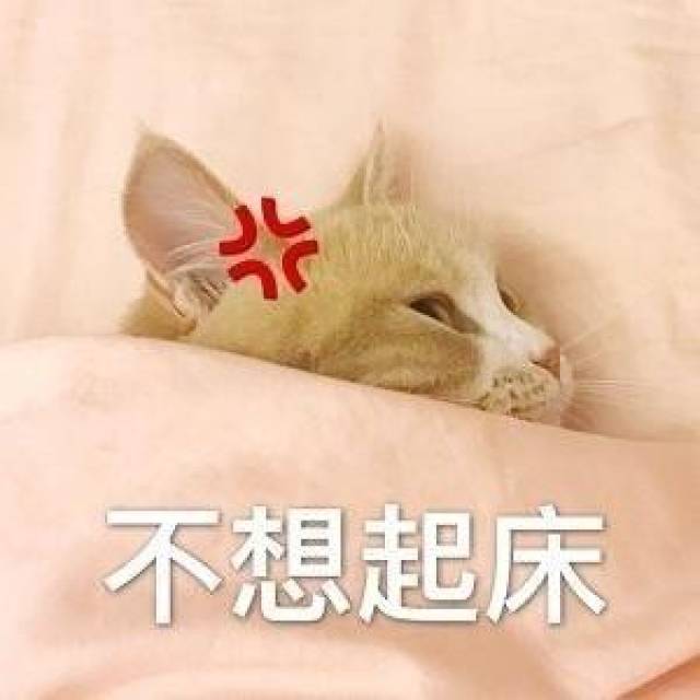 猫咪叫你起床表情包:起床了吗,快起床