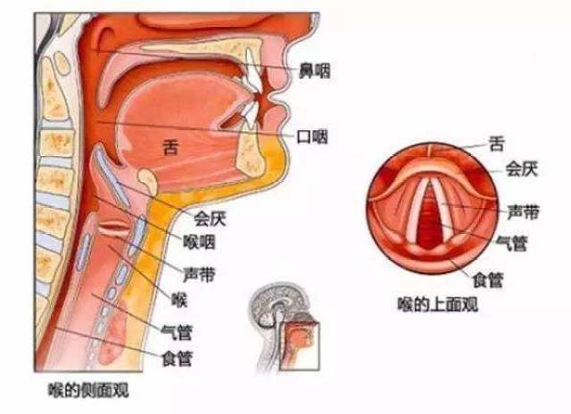 刘德华中止演唱会 嗓子发病究竟多严重