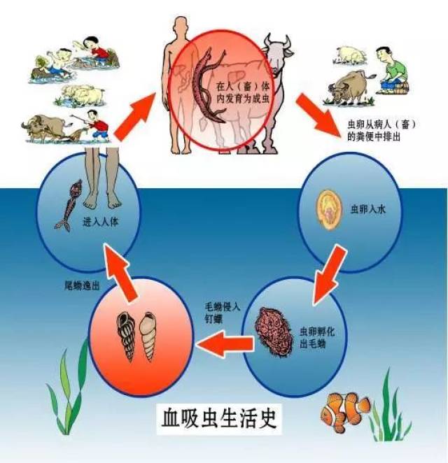 不可小觑的血吸虫病,这些事情稍不注意就有可能导致得病