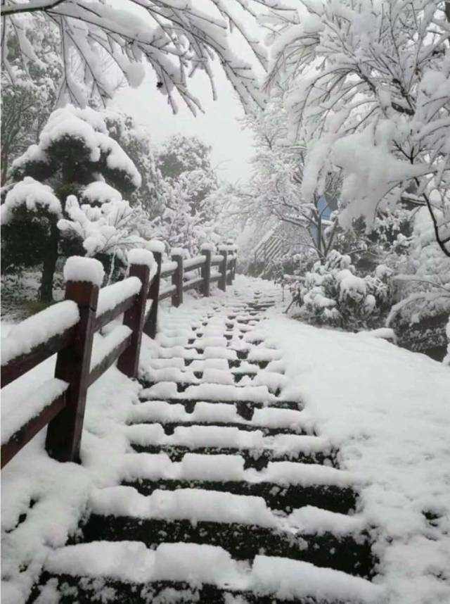 但是 正在去上班路上的周刊君 随手拍了两张中心城区实景图 下雪了?