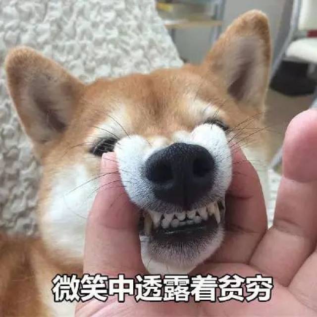 柴犬超萌表情包:微笑中透露着贫穷