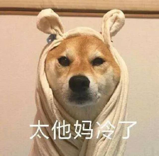 表情包:请问你是不是想冷死我