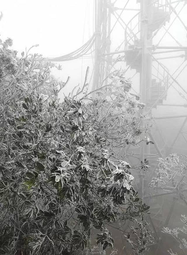 肇庆终于落雪了?呢个地方竟然全部挂满冰花!街坊如果要睇雪景快d集结.