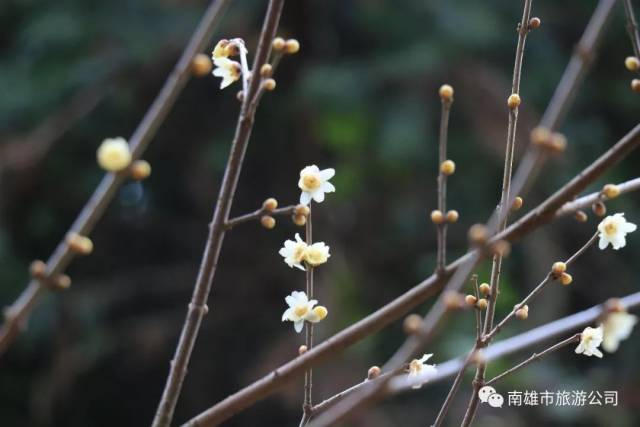 南雄的梅花开了,速看.