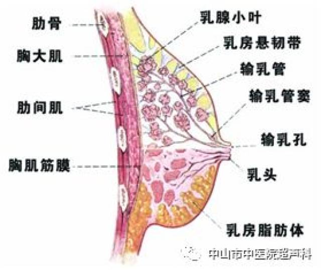 哺乳期乳房出现硬块怎么办?