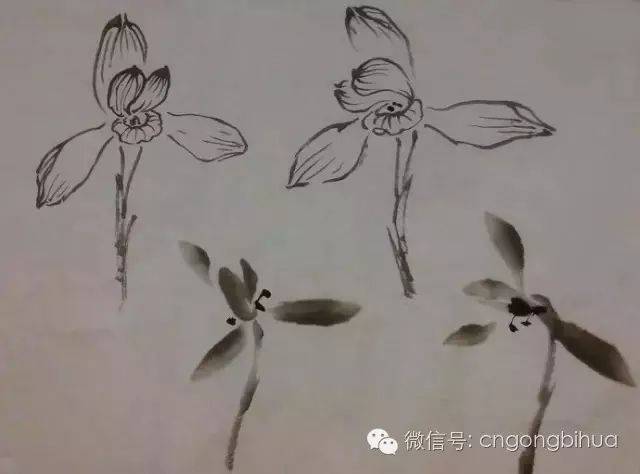 不信您试试看…… 二,兰花的写意画法步骤图解 1,兰花的花头结构.