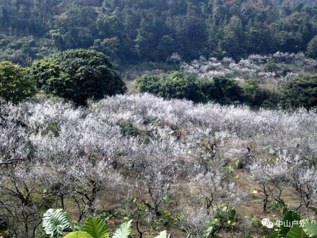 1月6日惠东梁化梅园赏连片梅花雪海,踏幽径,观瀑布