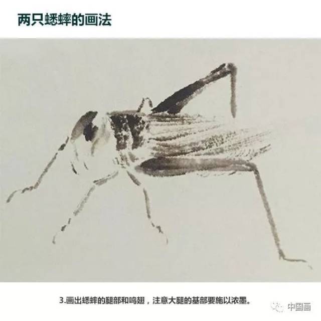 「国画技法」蟋蟀的画法