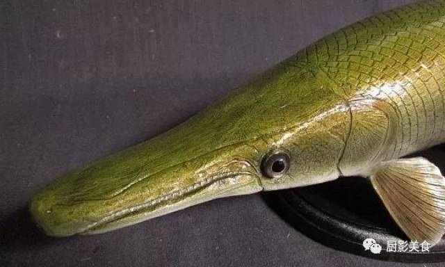 与"食人鲳"齐名的雀鳝,是世界十大凶猛淡水鱼之一.