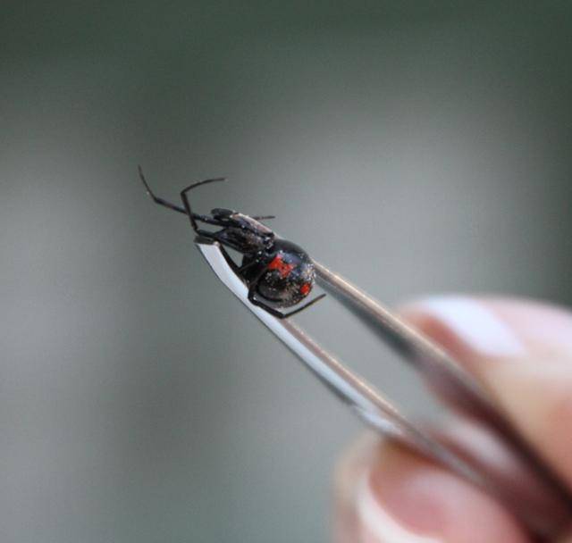 加拿大男子被黑寡妇蜘蛛咬伤,唯一症状是无法