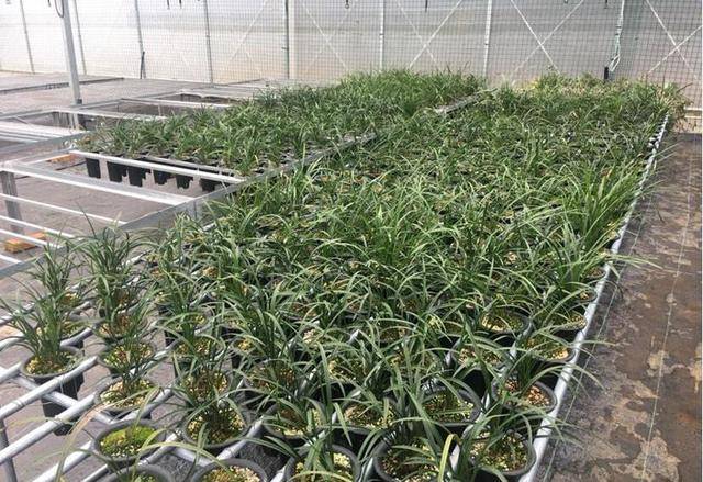 兰花温室大棚这样搭建,保温效果好,下雪不会塌