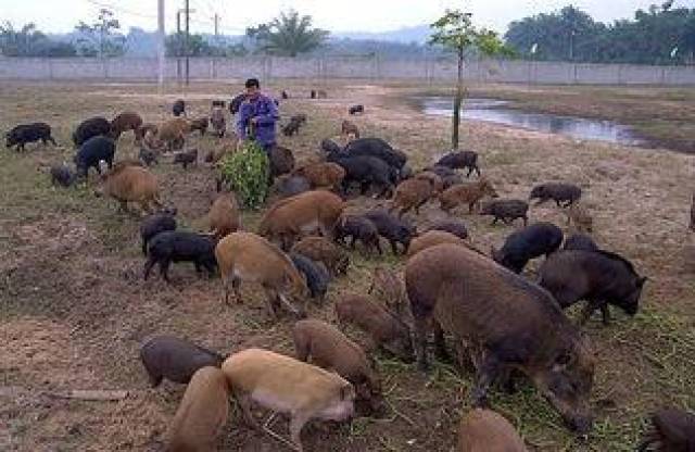广西宾阳:野猪养殖能手脱贫不忘乡亲,发挥党员带头作用带领群众养野猪