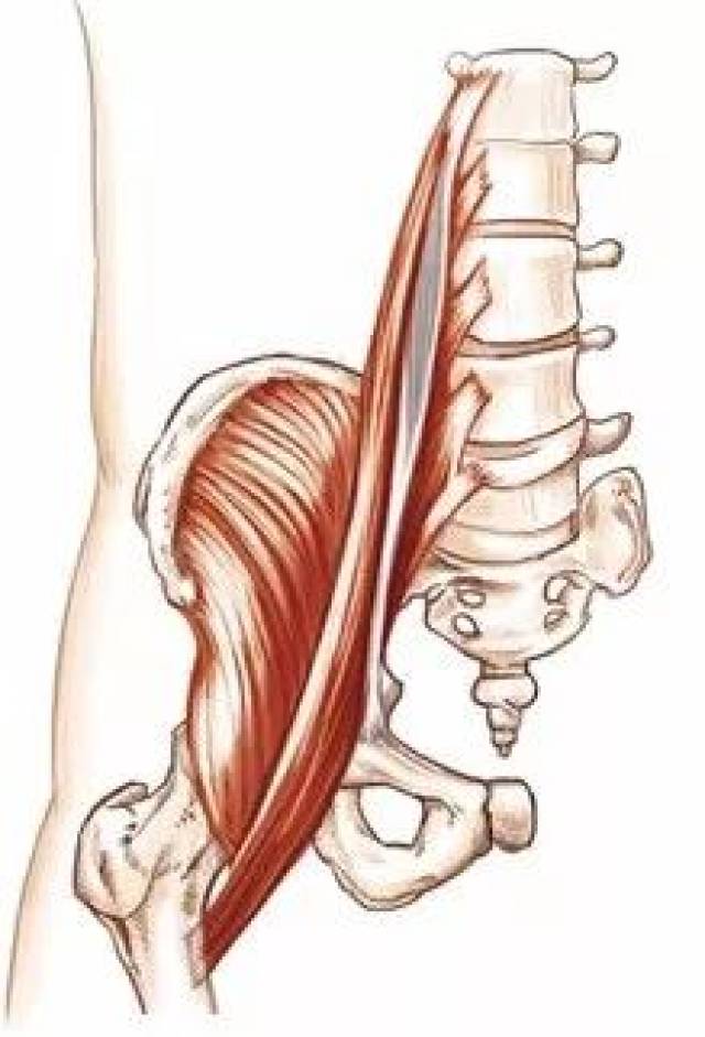 髂腰肌作为髋肌前群肌之一,其实并非一块肌肉,而是由腰大肌和髂肌两块