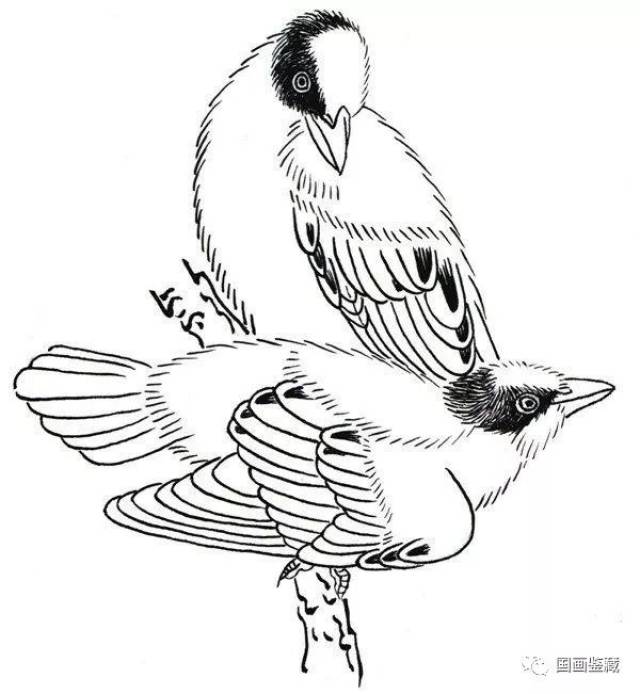 黑脸山雀白描画图片欣赏
