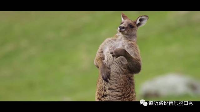 静之华&悦学思|《动物狂欢节》新年亲子音乐会(1月20日10:00-11:30)