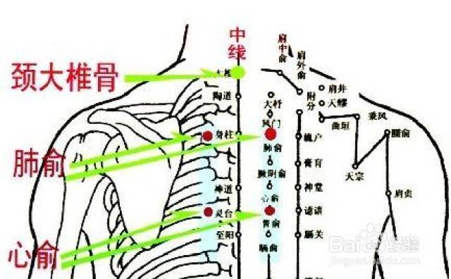 肺俞穴位于人体的背部,当第3胸椎棘突下,旁开1.5寸(二挚眄)处.