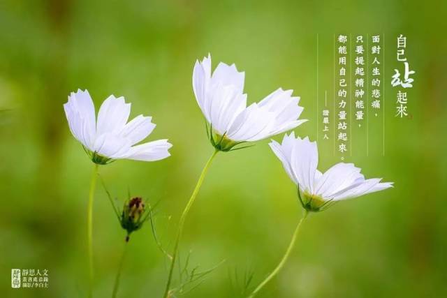 【静思小语】自己站起来