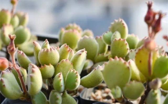 1月4日:绿萝 1月5日:熊童子 1月6日:苔藓 1月7日:飞羽竹芋 花语:自律
